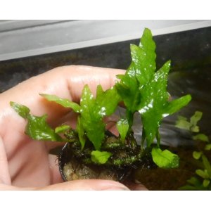 画像: ミクロspサンダーリーフ現品