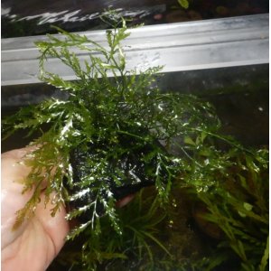 画像: ボルビティスspギニア（極細葉）溶岩石付き
