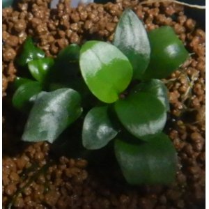 画像: BIO アヌビアス・ナナ プチ　