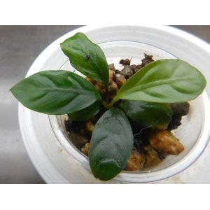画像: Anコーヒーフォリア水上子株