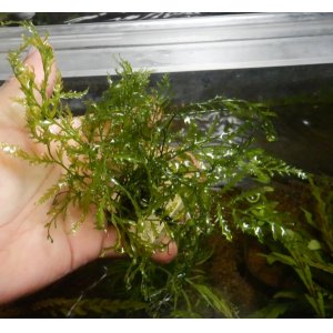 画像: ボルビティスspギニア（極細葉）タイル巻き1個
