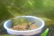 画像2: レースプラント葉付き球根