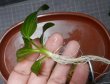 画像2: エキノドルス sp イグアス2009子株