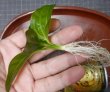 画像2: エキノドルス sp イグアス2009子株