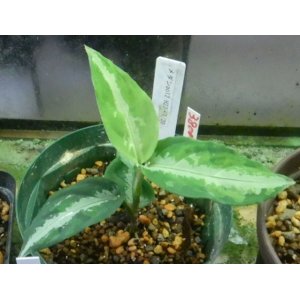 画像: Ao12　現品 