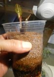 画像2: Cryptocoryne ロザエネルビス水上1株斑あり
