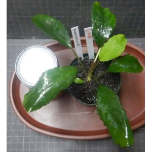 画像: Bucephalandra sp.ARC良株