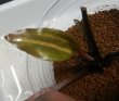 画像1: Cryptocoryne ロザエネルビス水上1株斑あり