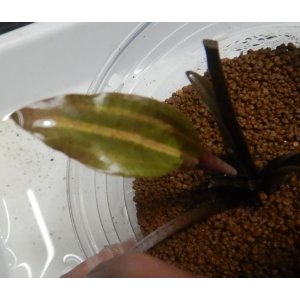 画像: Cryptocoryne ロザエネルビス水上1株斑あり
