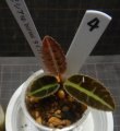 画像1: ラビシアspボルネオタイプ2 　No4 