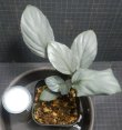 画像1: ホマロメナsp赤銀良株