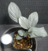 画像: ホマロメナsp赤銀良株