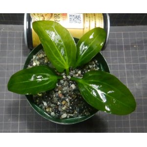 画像: エキノドルス sp イグアス2009子株