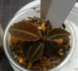 画像1: ラビシアspボルネオ 　No5 