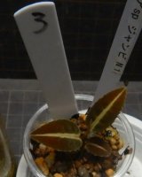 画像: ラビシアsp ジャンビ タイプ1　No 3 子株