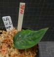 画像1: しるばーらいん「LA1218－02b」　委託販売