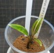 画像1: Cryptocoryne ロザエネルビス水上1株斑あり