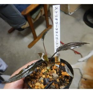 画像: クリプト ストリオラータ タイガーストライプSEKADAU