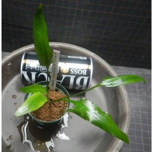 画像: イデイィ クアラクアヤン出射便