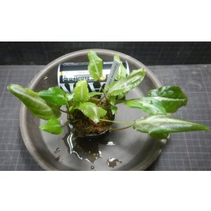 画像: Cryptocoryne Albobena Riau産複数株入り