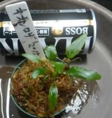 画像: ネオンロザ2015　委託販売