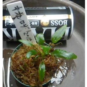 画像: ネオンロザ2015　委託販売