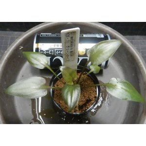 画像: C. matakensis Matak H26・11・21