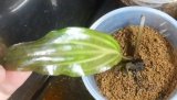 画像: Cryptocoryne ロザエネルビス水上1株斑あり