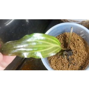 画像: Cryptocoryne ロザエネルビス水上1株斑あり