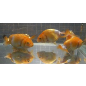画像: 国産らんちゅう1匹