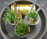 画像: ツタspマウントべサールSポット