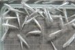 画像1: ミユキメダカ　1ペア　