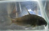 画像: コリドラスコンコロールwild1匹（約5.5cm）