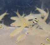 画像: イエローテールラミノーズテトラwild4匹