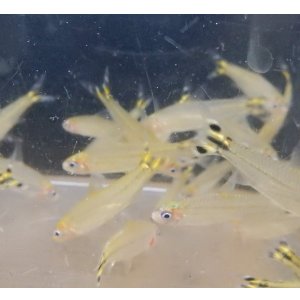 画像: イエローテールラミノーズテトラwild4匹