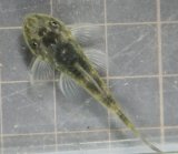 画像: パラオトシンクロス　cfセアレンシス　 ブラジル1匹