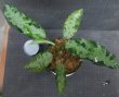 画像2: PB便アグラオネマ　現品委託販売　