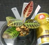 画像: ラビシア／アルデシアspボルネオタイプ1　No3