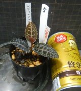 画像: アルディシアsp LA0815-01　No5