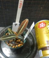 画像: ラビシアsp ジャンビ タイプ3　No 9