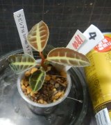 画像: ラビシア／アルデシアspボルネオタイプ2　No4