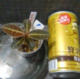 画像: ラビシア／アルデシアspタグ落ち　No1