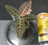 画像: ラビシアspグローアクア　No６