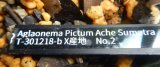 画像: アグラオネマTZ便　現品委託販売　