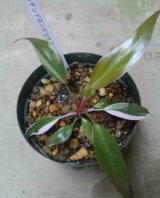 画像: フィロデンドロン ピンクプリンセス