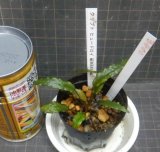 画像: クリプト ヒューデロイ　カミハタ便