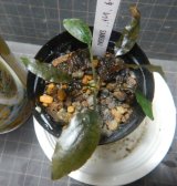 画像: クリプト ストリオラータ レッド SANGGAU