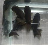 画像: タイ産黒ランチュウ1匹