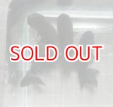 画像: タイ産黒ランチュウ1匹