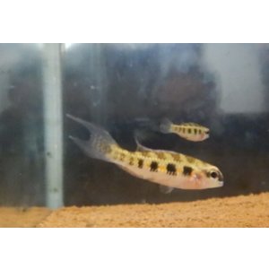 画像: チェッカーボードシクリッド ワイルドMLペア